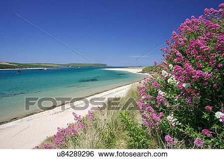 Stock Photograph - Spring Valerian (Valeriana officinalison) on banks of the Camel Estuary, Rock, Cornwall. Fotosearch