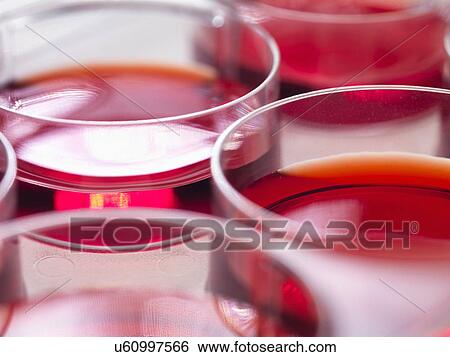 Stock Photograph - Stem cell cultures growing in pots, Used to implant stem cells to repair damaged tissues. Fotosearch