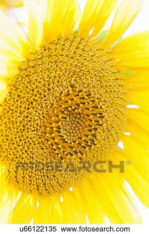 Stock Photography - Sunflower close up. Fotosearch