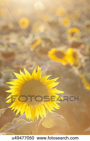 Sunflowers in sunlight View Large Photo Image Stock Image - Sunflowers in sunlight. Fotosearch