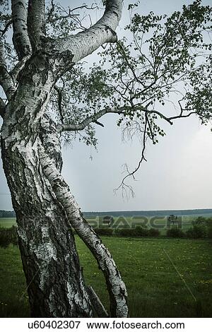 Tree in field, Brandenburg, Germany View Large Photo Image Stock Photo - Tree in field, Brandenburg, Germany. Fotosearch