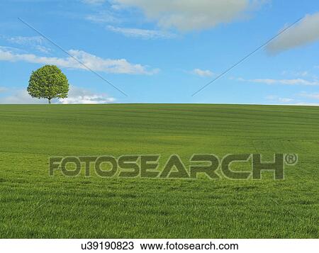 Tree on green field View Large Photo Image Stock Image - Tree on green field. Fotosearch