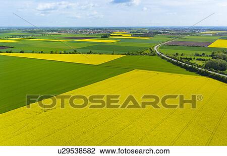 View of oil seed rape fields, Munich, Bavaria, Germany View Large Photo Image Stock Image - View of oil seed rape fields, Munich, Bavaria, Germany. Fotosearch