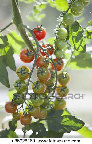 Stock Photo - Vine tomatoes ripening on plant in sunlight. Fotosearch