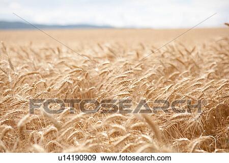 Wheat field View Large Photo Image Stock Photo - Wheat field. Fotosearch