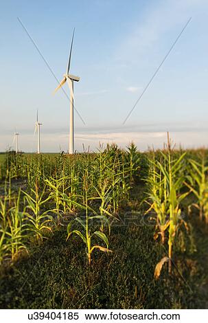 Stock Photography - Wind turbines in agricultural field, Almere, Flevoland, Netherlands. Fotosearch