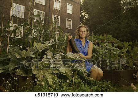 Stock Image - Young woman harvesting marrows on council estate allotment. Fotosearch