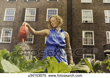 Young woman watering vegetables on council estate allotment View Large Photo Image Stock Photography - Young woman watering vegetables on council estate allotment. Fotosearch