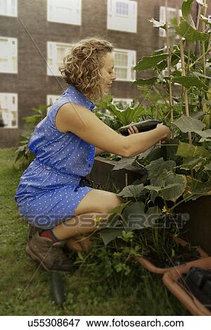 Stock Photo - Young woman with harvesting cucumbers on council estate allotment. Fotosearch