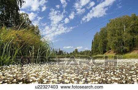 Aquatic flowers View Large Photo Image Stock Image - Aquatic flowers. Fotosearch