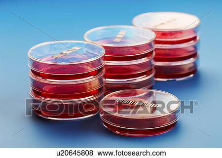 Stock Photo - Barcoded petri dishes. Fotosearch