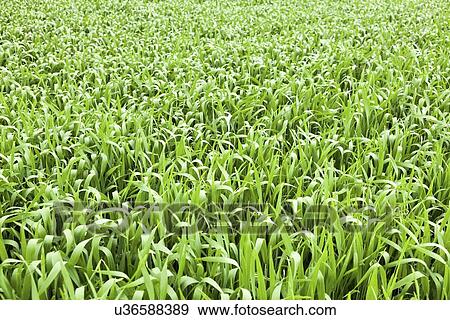 Corn field View Large Photo Image Stock Photo - Corn field. Fotosearch
