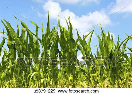 Corn field View Large Photo Image Stock Photo - Corn field. Fotosearch