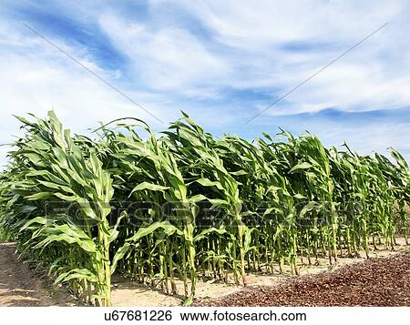 Stock Photograph - Corn field. Fotosearch