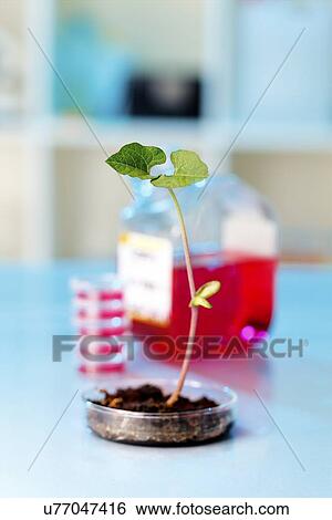 Stock Photograph - Genetic modification, conceptual image. Fotosearch
