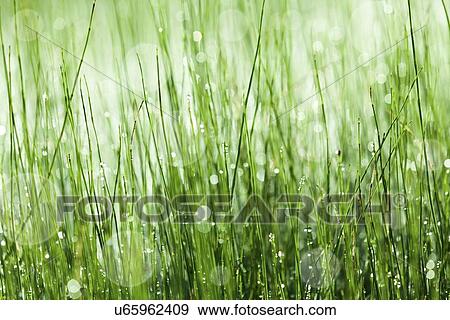 Horsetail Equisetum sp plant View Large Photo Image Stock Photo - Horsetail Equisetum sp plant. Fotosearch