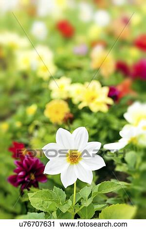 Narcissus sp flowers View Large Photo Image Stock Image - Narcissus sp flowers. Fotosearch