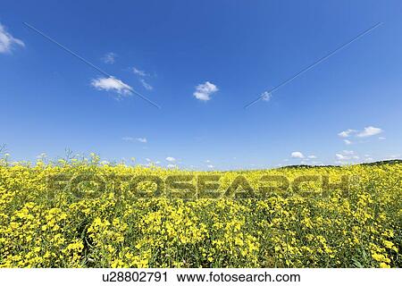 Stock Image - Oilseed rape field. Fotosearch