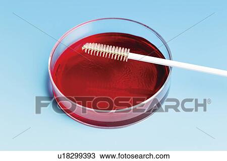 Stock Image - Petri dish and cell sampling brush. Fotosearch