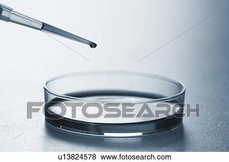 Stock Photo - Petri dish and pipette. Fotosearch