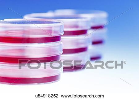 Stock Image - Petri dishes. Fotosearch