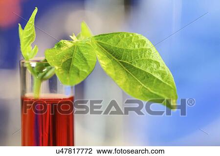 Stock Image - Plant research, conceptual image. Fotosearch
