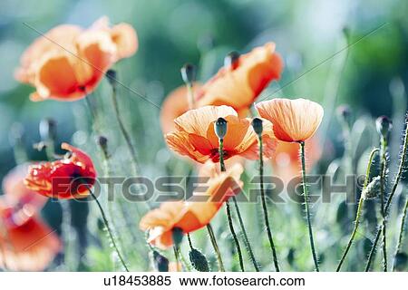 Poppies Papaver sp View Large Photo Image Stock Photography - Poppies Papaver sp. Fotosearch