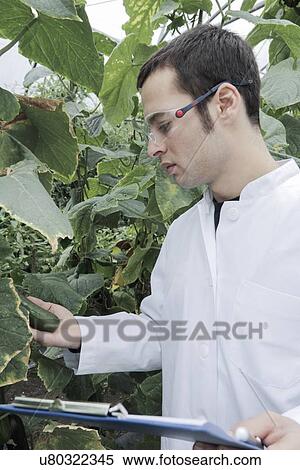 Scientist checking cucumbers View Large Photo Image Stock Photography - Scientist checking cucumbers. Fotosearch