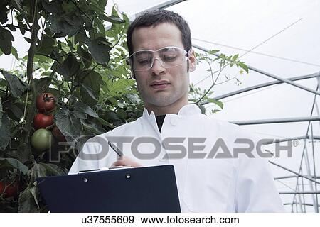 Scientist checking tomatoes View Large Photo Image Stock Photo - Scientist checking tomatoes. Fotosearch