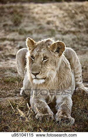 Alert lioness, Masai Mara, Narok, Kenya, Africa View Large Photo Image Stock Photography - Alert lioness, Masai Mara, Narok, Kenya, Africa. Fotosearch