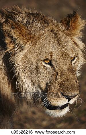 Stock Photograph - Close up of alert lioness, Masai Mara, Narok, Kenya, Africa. Fotosearch