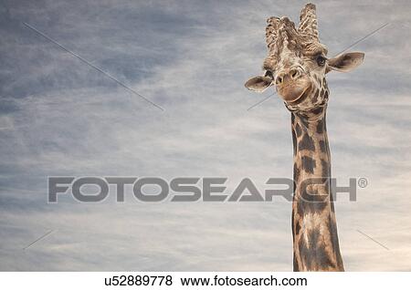Stock Photo - Close up portrait of giraffe. Fotosearch