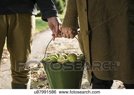 Couple carrying bucket of apples View Large Photo Image Stock Photograph - Couple carrying bucket of apples. Fotosearch