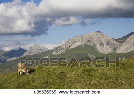 Stock Photo - Cow grazing in field, Schanfigg, Graubuenden, Switzerland. Fotosearch