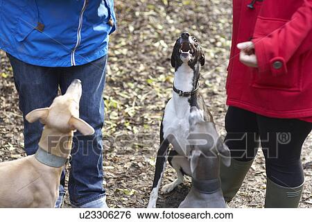 Stock Photograph - Cropped image of young couple and three whippets. Fotosearch