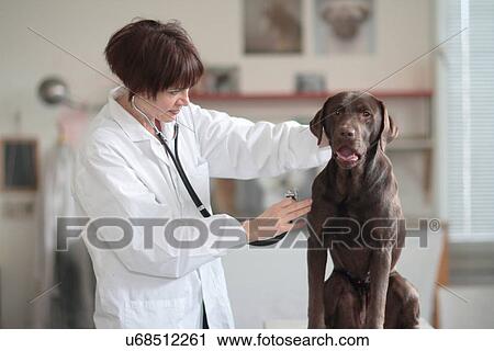 Female veterinarian examining dog in clinic View Large Photo Image Stock Image - Female veterinarian examining dog in clinic. Fotosearch