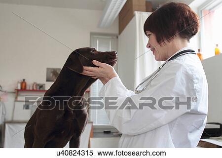 Stock Photography - Female veterinarian examining dogs eyes in clinic. Fotosearch