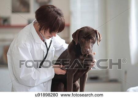 Female veterinarian listening to dogs chest through stethoscope View Large Photo Image Stock Image - Female veterinarian listening to dogs chest through stethoscope. Fotosearch