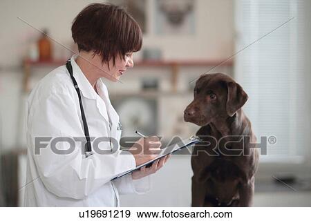 Female veterinarian making notes of examination on clipboard View Large Photo Image Stock Photo - Female veterinarian making notes of examination on clipboard. Fotosearch