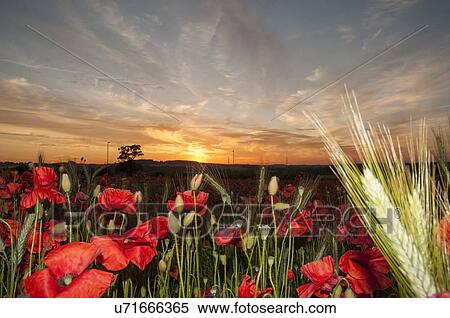 Stock Photography - Field of poppies at sunset. Fotosearch