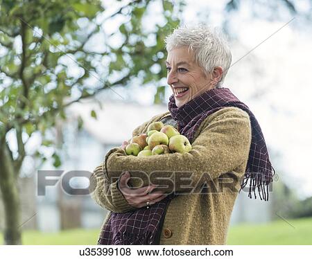 Happy senior woman with armful of apples View Large Photo Image Stock Photo - Happy senior woman with armful of apples. Fotosearch