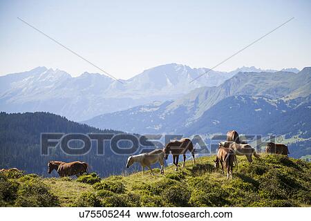 Picture - Horses in mountains, Schanfigg, Graubuenden, Switzerland. Fotosearch