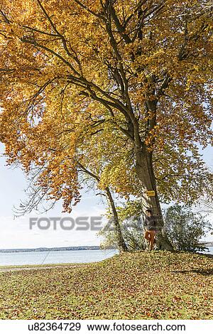 Man standing by tree in autumn View Large Photo Image Stock Photo - Man standing by tree in autumn. Fotosearch