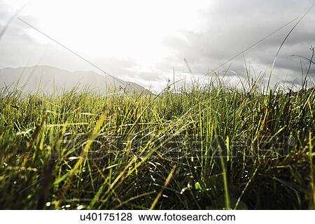 Stock Photo - Meadow and distant mountains, Archensee, Tyrol, Austria. Fotosearch