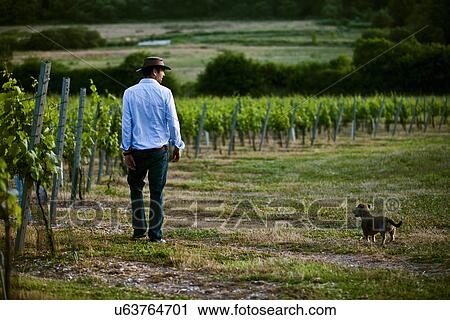 Stock Image - Mid adult man and dog monitoring wine and champagne vineyard, Cottonworth, Hampshire, UK. Fotosearch
