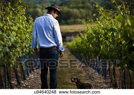 Stock Photo - Mid adult man and dog monitoring wine and champagne vines, Cottonworth, Hampshire, UK. Fotosearch