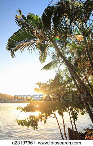 Palm trees and sunlight, Castries, St Lucia, Caribbean View Large Photo Image Stock Image - Palm trees and sunlight, Castries, St Lucia, Caribbean. Fotosearch