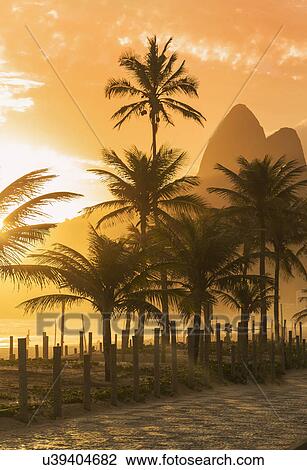 Palm trees at sunset on Ipanema beach, Rio De Janeiro, Brazil View Large Photo Image Stock Image - Palm trees at sunset on Ipanema beach, Rio De Janeiro, Brazil. Fotosearch