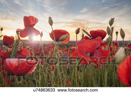 Stock Image - Poppy field at sunset. Fotosearch