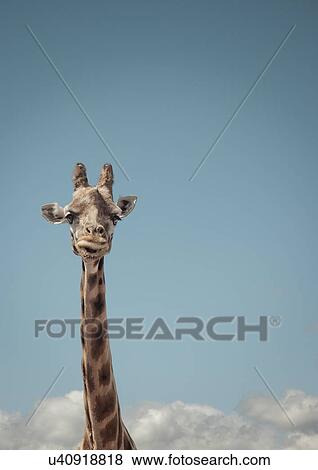 Stock Photo - Portrait of giraffe and blue sky. Fotosearch